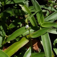 Cyanotis villosa (Spreng.) Schult. & Schult.f.